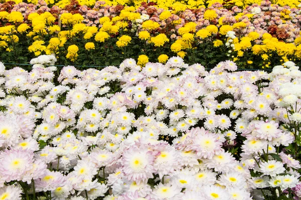 Chrysanthemum farm  in Wang Nomkiaw — Stock Photo, Image