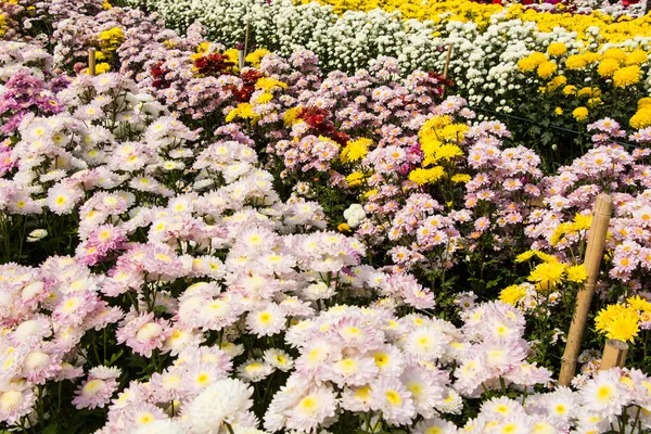 Ferme chrysanthème à Wang Nomkiaw — Photo