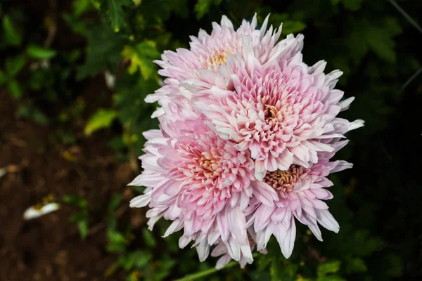 Chrysanthemum flowers — Stock Photo, Image