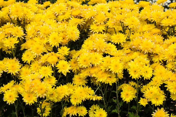 Gelbe Chrysanthemen blühen — Stockfoto