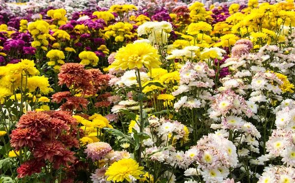 Chrysanthemum farm  in Wang Nomkiaw — Stock Photo, Image