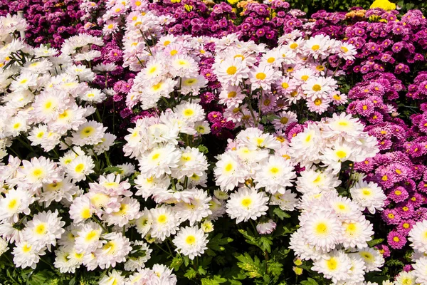 Bunte Blumen — Stockfoto