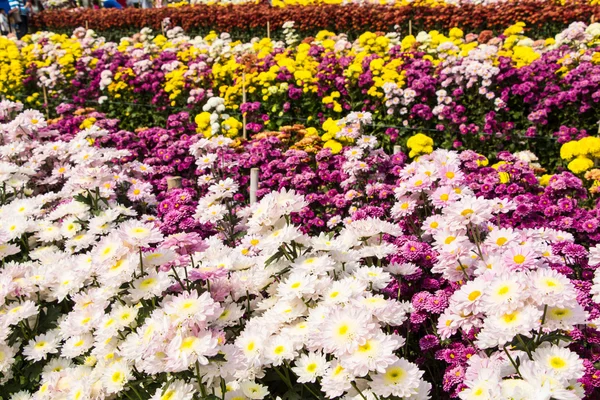 Colorful flowers — Stock Photo, Image