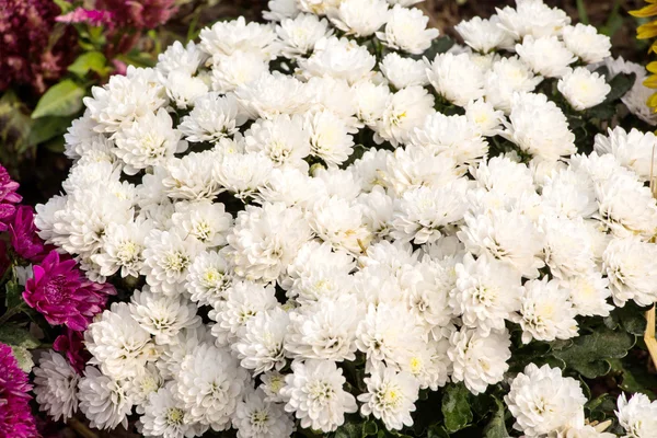 Chrysanthemum květiny — Stock fotografie