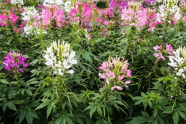 Kleurrijke bloemen — Stockfoto