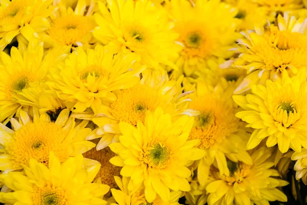 Yellow chrysanthemums flowers — Stock Photo, Image