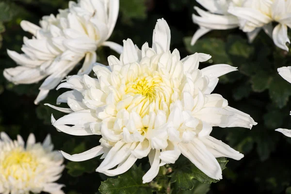 Flores de crisantemo —  Fotos de Stock