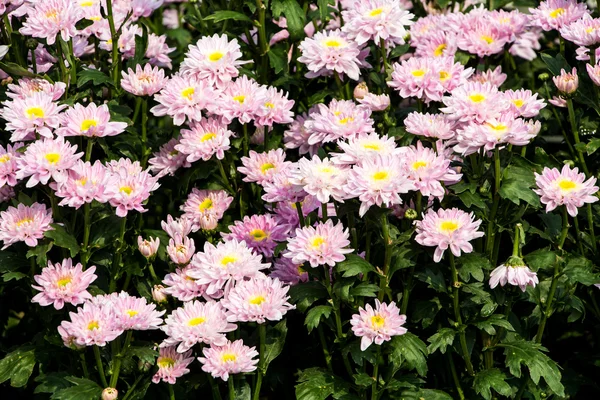 Chrysanthemen-Blüten — Stockfoto