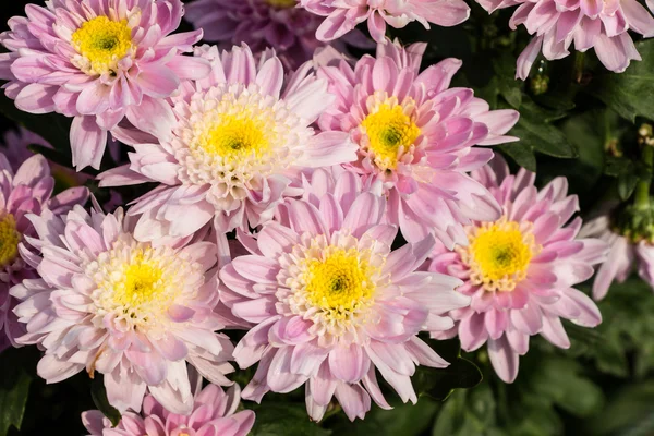 Chrysanthemen-Blüten — Stockfoto