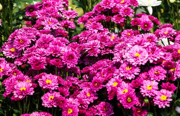 Цветы хризантем — стоковое фото