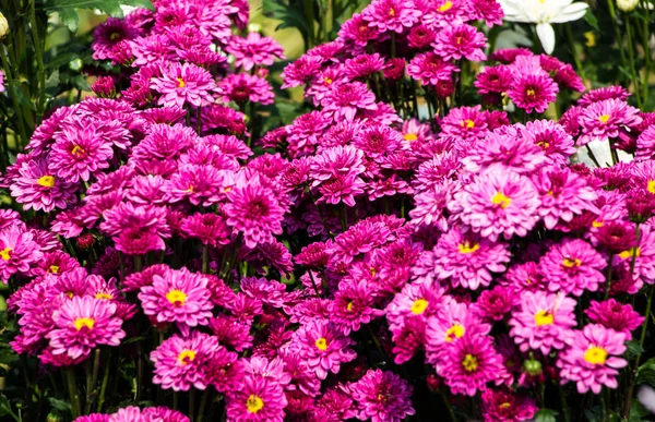 Flowers of chrysanthemums — Stock Photo, Image