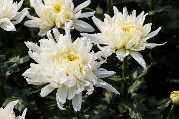 Fleurs de chrysanthème — Photo