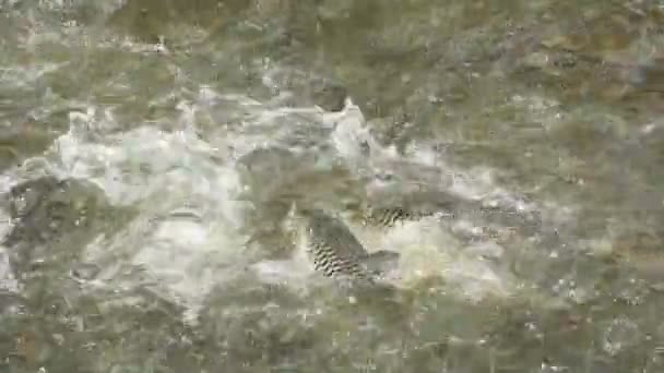 Peces en el estanque — Vídeo de stock