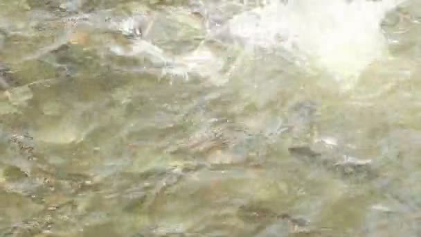 Рыба в пруду — стоковое видео