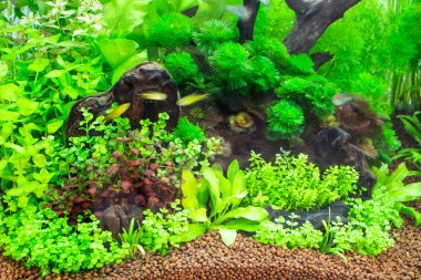 tropik acquarium