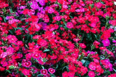Dianthus chinensis çiçekler