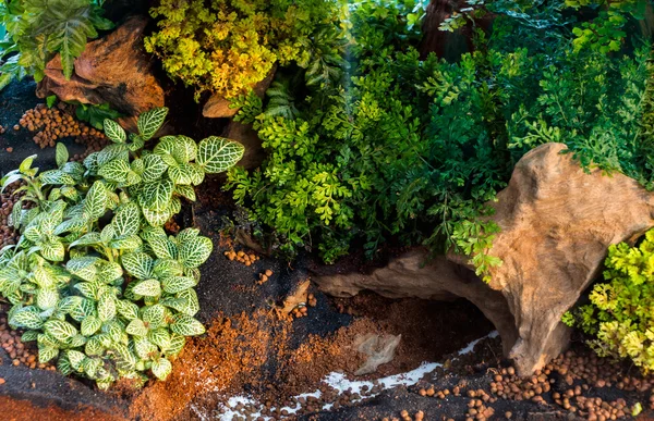 Acquario tropicale — Foto Stock