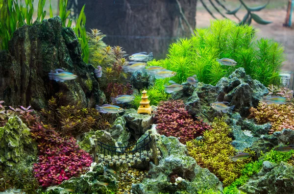 Tropisch aquarium — Stockfoto