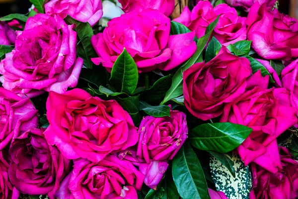 Přírodní růže — Stock fotografie