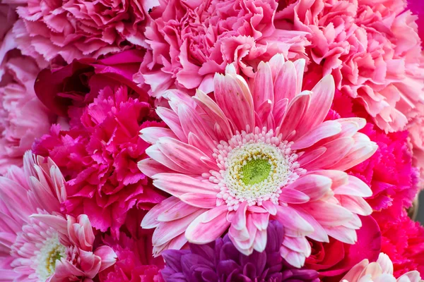 Біло-рожеві квіти — стокове фото