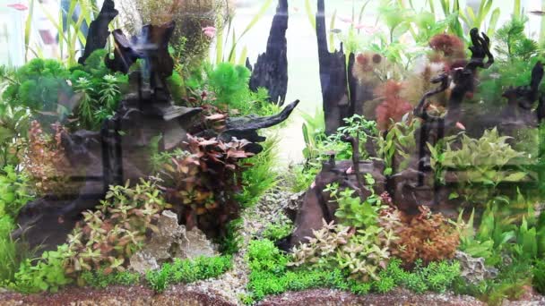 Poisson aquarium vert — Video