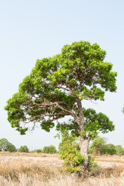 Tayland 'ın kuzeydoğusundaki tropik ağaç