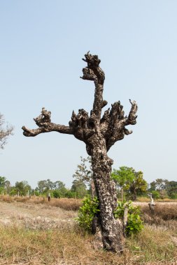 Tayland 'ın kuzeydoğusundaki tropik ağaç