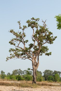 Tayland 'ın kuzeydoğusundaki tropik ağaç