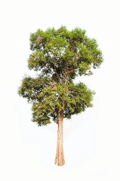 Irvingia malayana también conocida como almendra silvestre, árbol tropical en el noreste de Tailandia aislado sobre fondo blanco — Foto de Stock