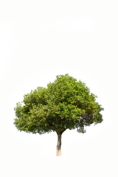 Jambul (syzygium cumini), επίσης γνωστή ως jambolan δαμάσκηνο, δαμάσκηνο java, μαύρο δαμάσκηνο, τροπικό δέντρο στα βορειοανατολικά της Ταϊλάνδης που απομονώνονται σε λευκό φόντο — Φωτογραφία Αρχείου