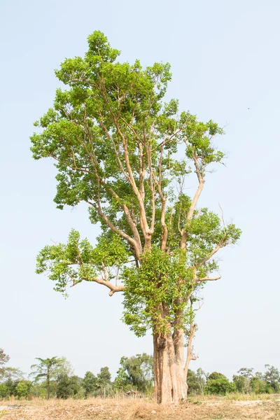 Tropical tree in the northeast of Thailand — Stock Photo, Image