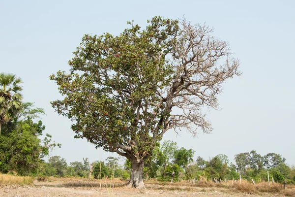 Tropiskt träd i nordöstra Thailand — Stockfoto