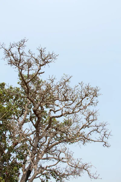 Tropical tree in the northeast of Thailand — Stock Photo, Image