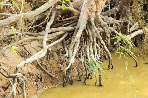 Root of tree — Stock Photo, Image