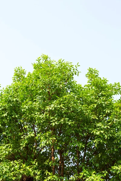 Green tree — Stock Photo, Image