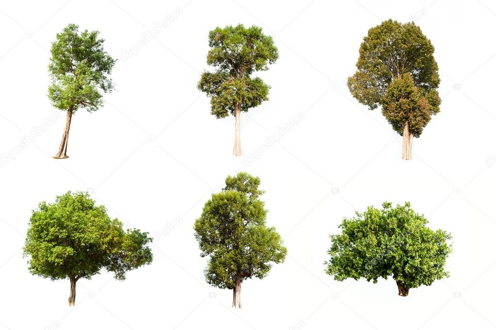 Collection of Irvingia malayana tree, tropical tree in the northeast of Thailand isolated on white background