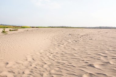 kum ve çöl bitkileri