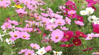 Cosmos çiçek esintiyle sallanan