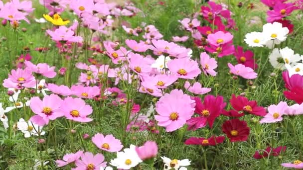 Kosmos bloemen zwaaiend in de wind — Stockvideo