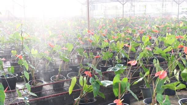 温室でフラミンゴの花 — ストック動画