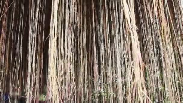 Banyan arbre dans la nature — Video