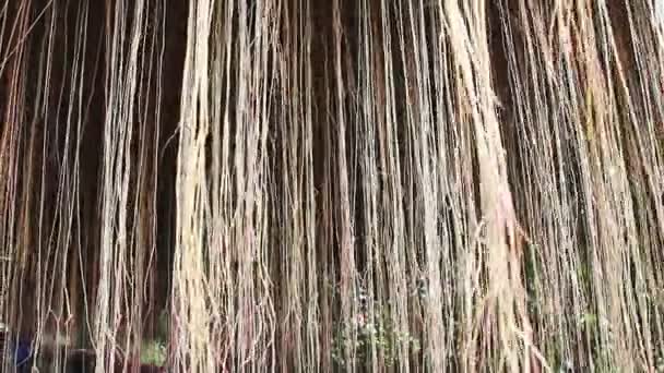 Árbol de Banyan en la naturaleza — Vídeo de stock