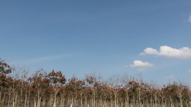 Nézd a fák ellen, blue sky — Stock videók