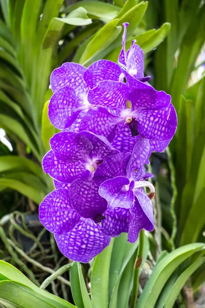 Orchidee — Stockfoto