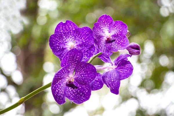 Orchidee — Stockfoto