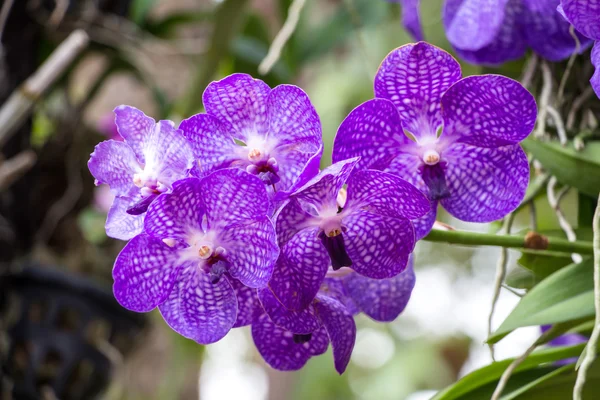 Orchidee — Stockfoto