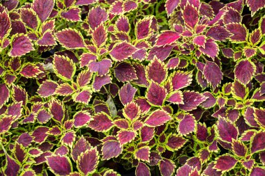 alev ısırgan veya coleus atropurpurrus benth
