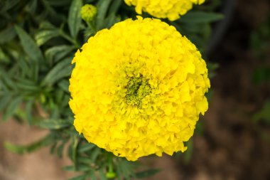 Marigold çiçek