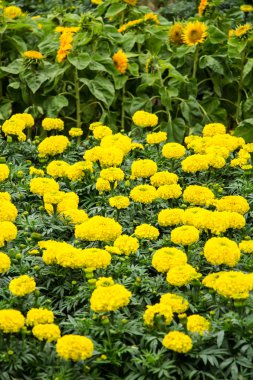 Marigold çiçek