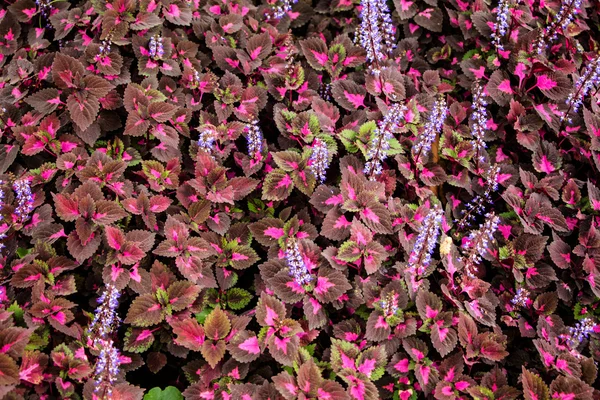 Geschilderde brandnetel of vlam brandnetel of Coleus atropurpurrus Benth — Stockfoto